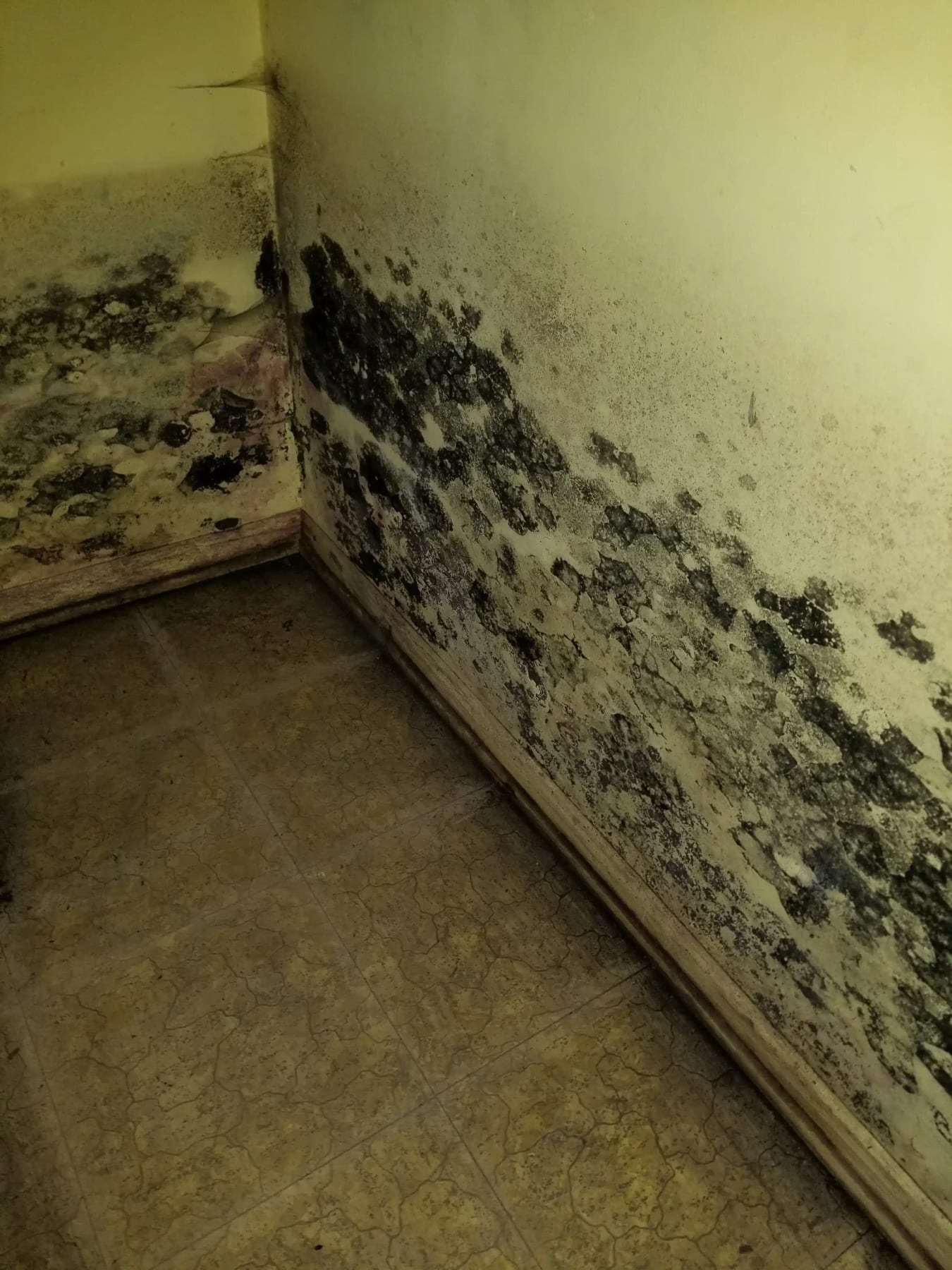 Black mold spotting across two walls and the floor of a small room