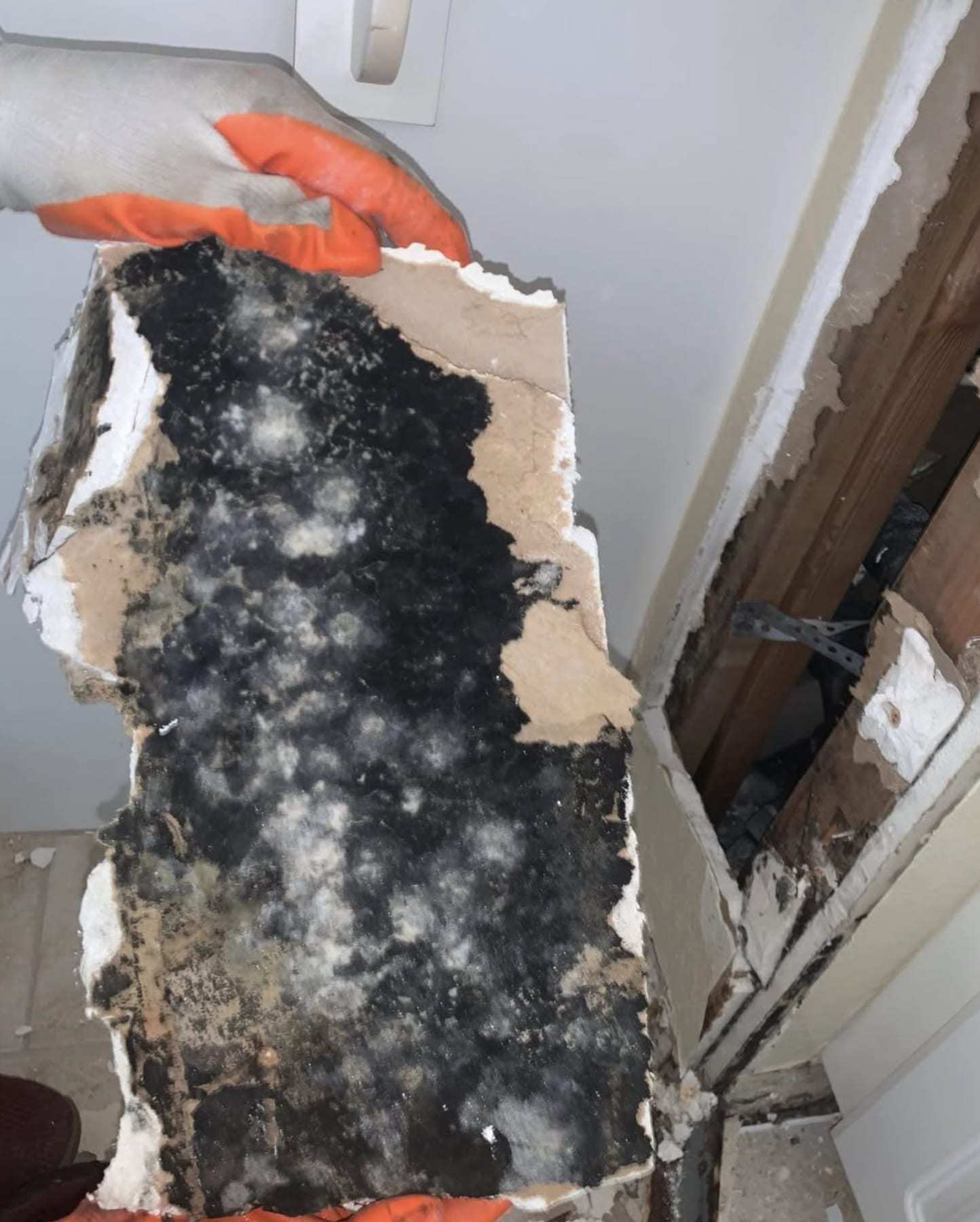 Gloved hand pulling away a piece of drywall heavily covered in mold