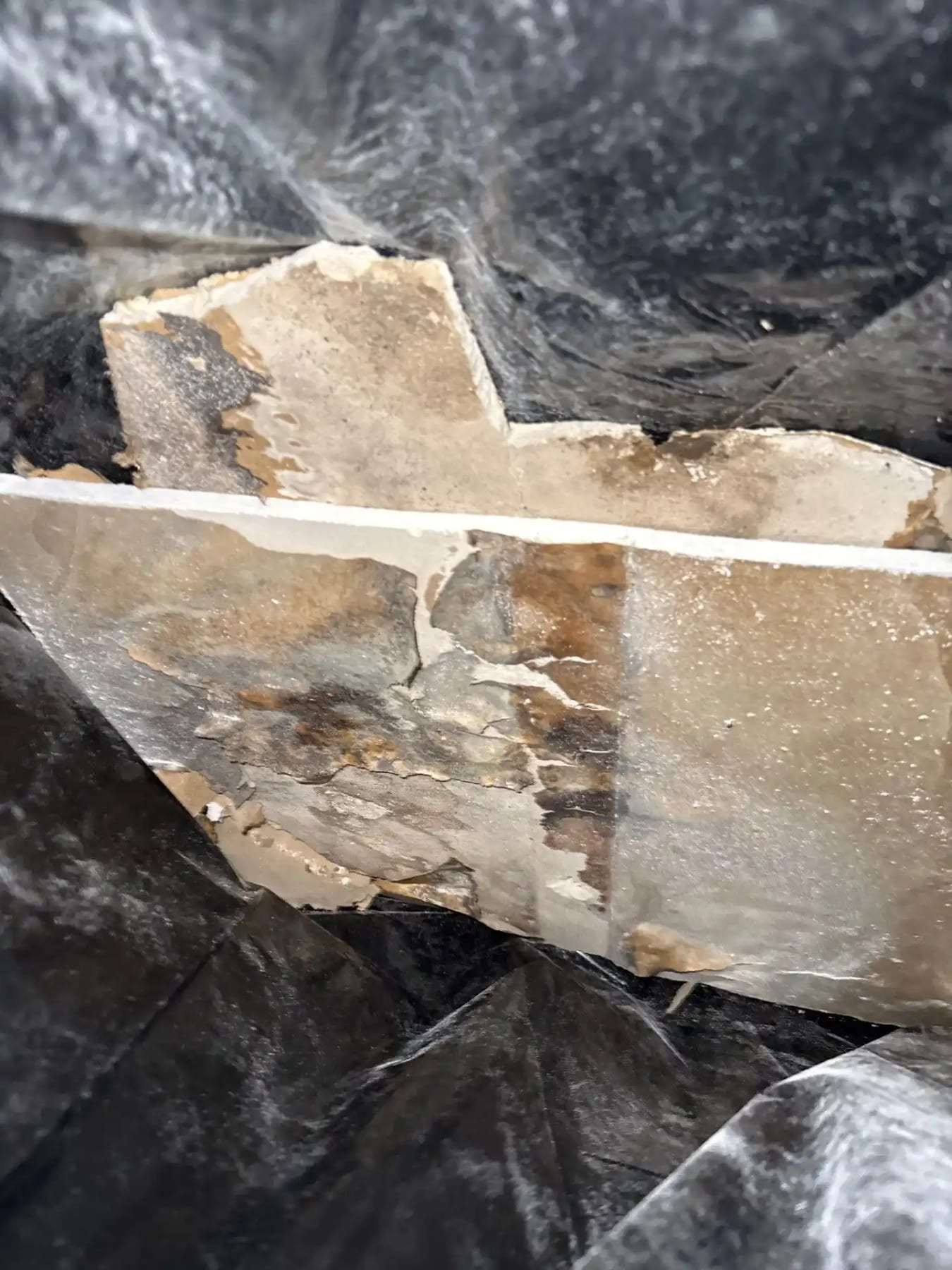 Piece of mold-stained ceiling drywall pulled away from the framing