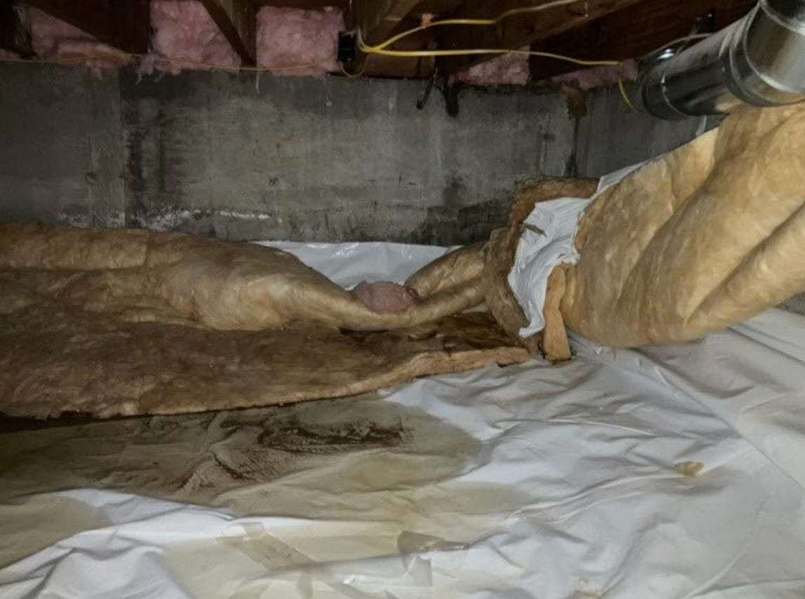 Crawlspace with sagging wet insulation over a vapor barrier