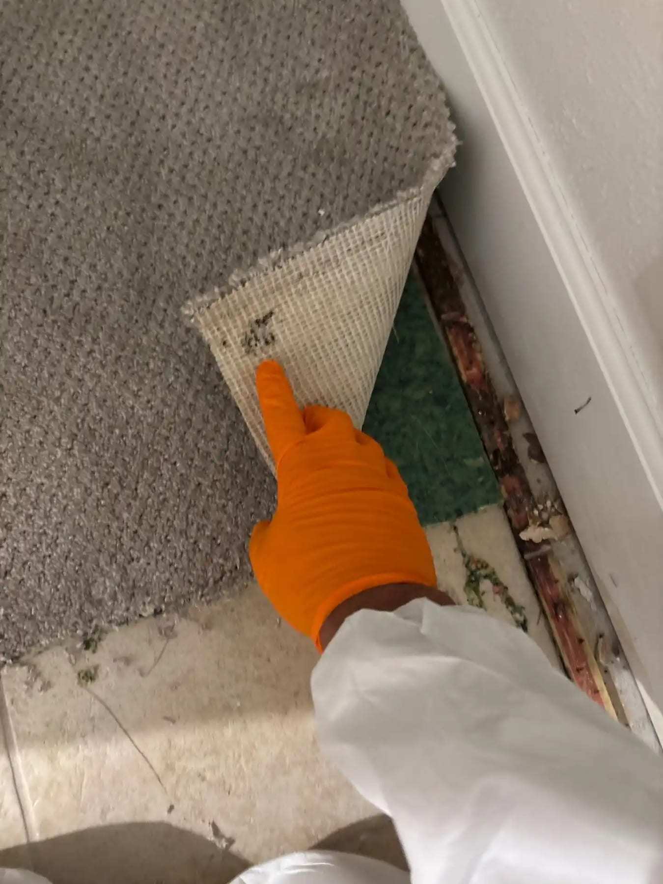 Gloved hand lifting the corner of a carpet to show the pad and tack strip